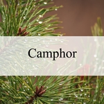 Camphor**