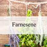 Farnesene