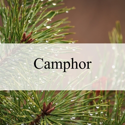 Camphor**