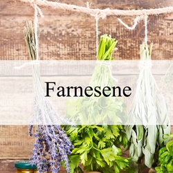 Farnesene