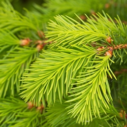 Pine Terpenes Booster