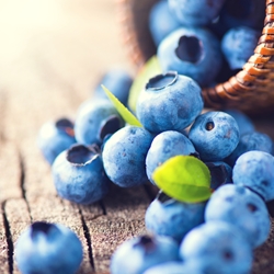 Blueberry Terpene Flavor**