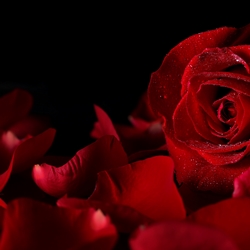 Rose Terpenes Booster